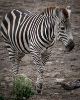 Grant's Zebra 19
