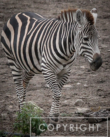 Grant's Zebra 19