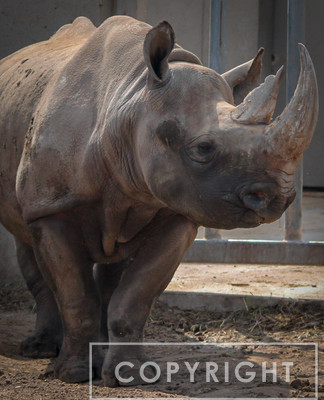 Black Rhinoceros 22