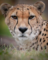 Cheetah 41