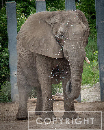 African Elephant 20