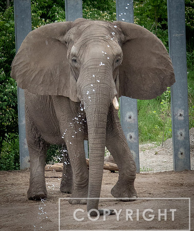 African Elephant 21