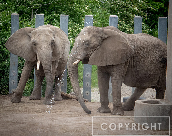 African Elephant 22