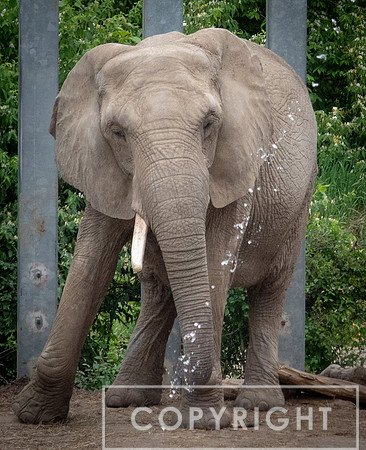 African Elephant 23