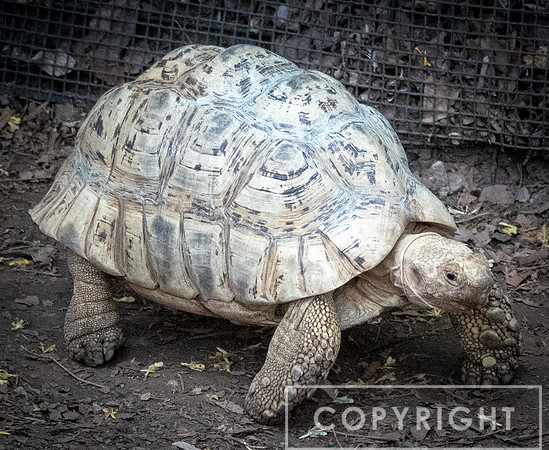 Leopard Tortise 1