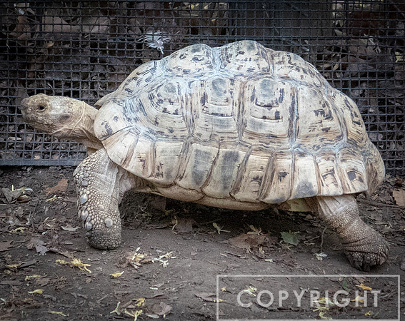 Leopard Tortise 2