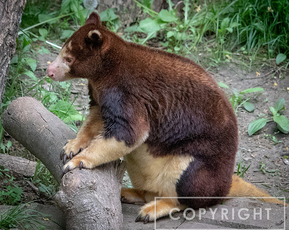 Matschie's Tree Kangaroo 4