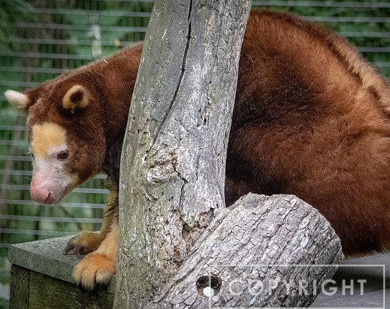 Matschie's Tree Kangaroo 5