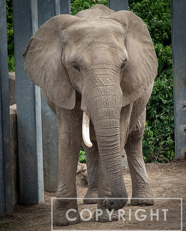 African Elephant 17