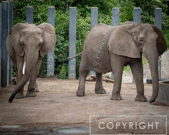 African Elephant 18