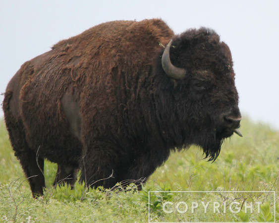 American Bison 6