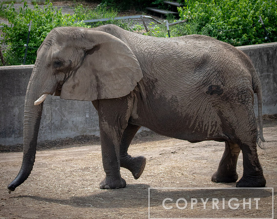 African Elephant 24