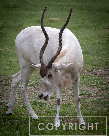 Addax 17