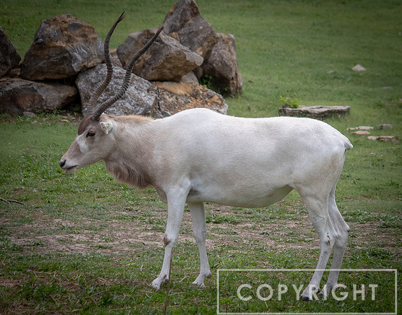 Addax 15