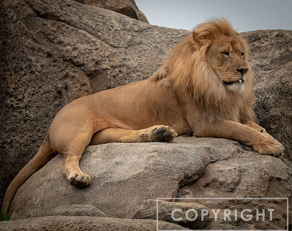 African Lion 37