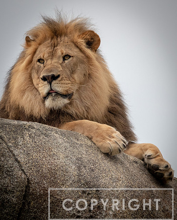 African Lion 38