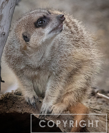 Meerkat 2