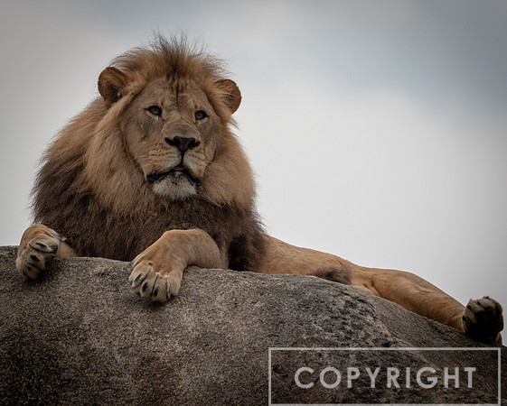 African Lion 35
