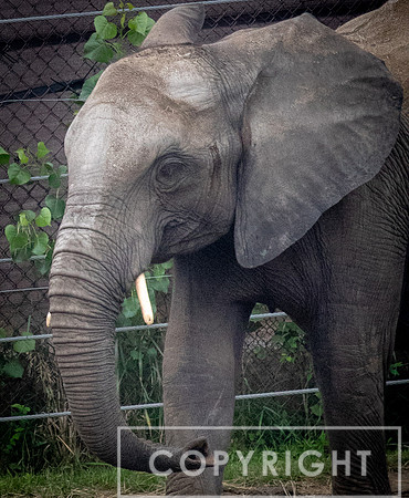 African Elephant 26