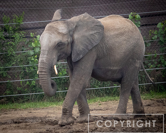 African Elephant 27