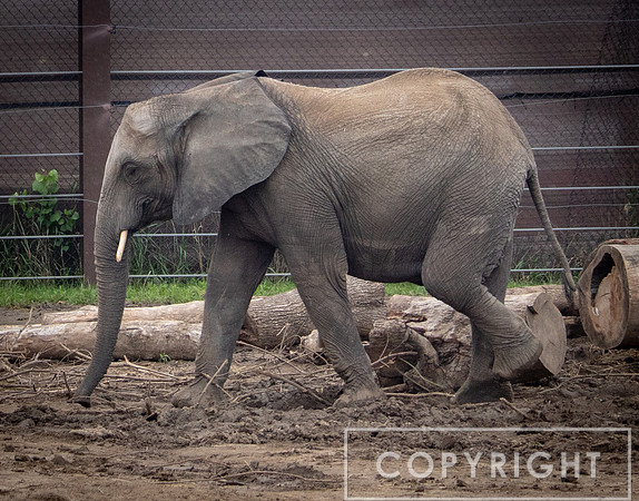 African Elephant 29