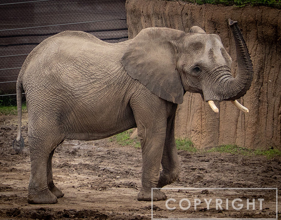 African Elephant 31