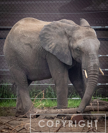 African Elephant 32