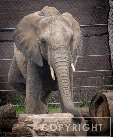 African Elephant 25
