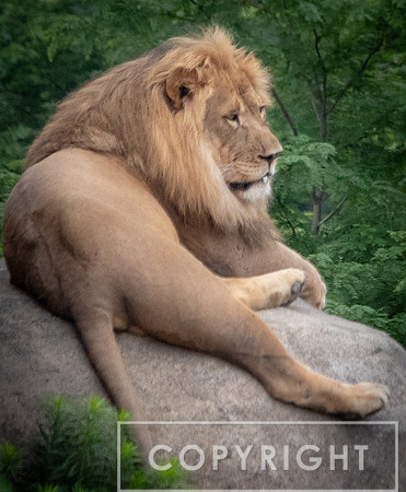 African Lion 45