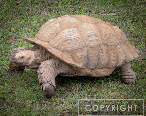 African Spurred Tortise 2