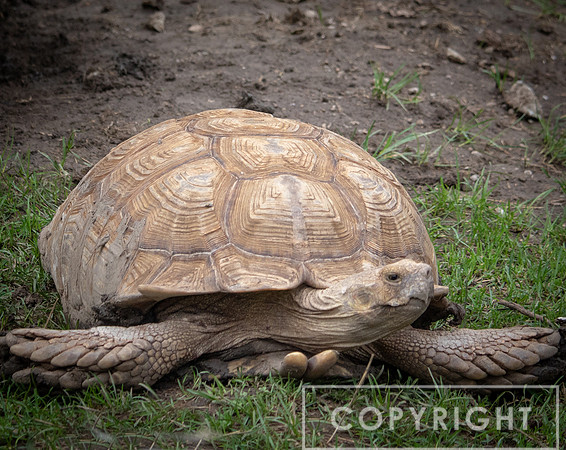 African Spurred Tortise 3