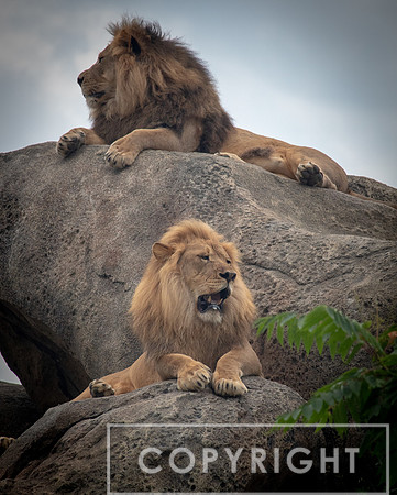 African Lion 39