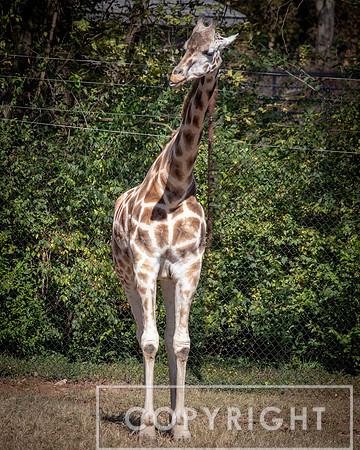 Baringo Giraffe 4