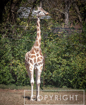 Baringo Giraffe 3
