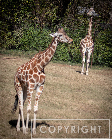 Baringo Giraffe 1