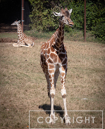 Baringo Giraffe 5