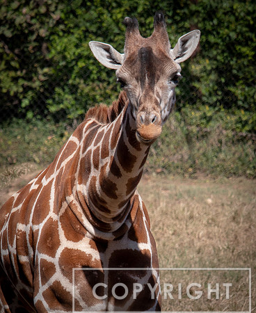 Baringo Giraffe 7