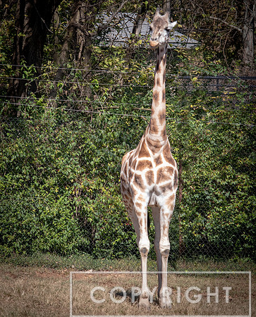 Baringo Giraffe 9