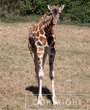 Baringo Giraffe 11
