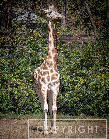 Baringo Giraffe 12