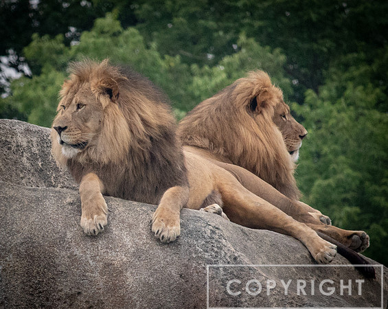 African Lion 46